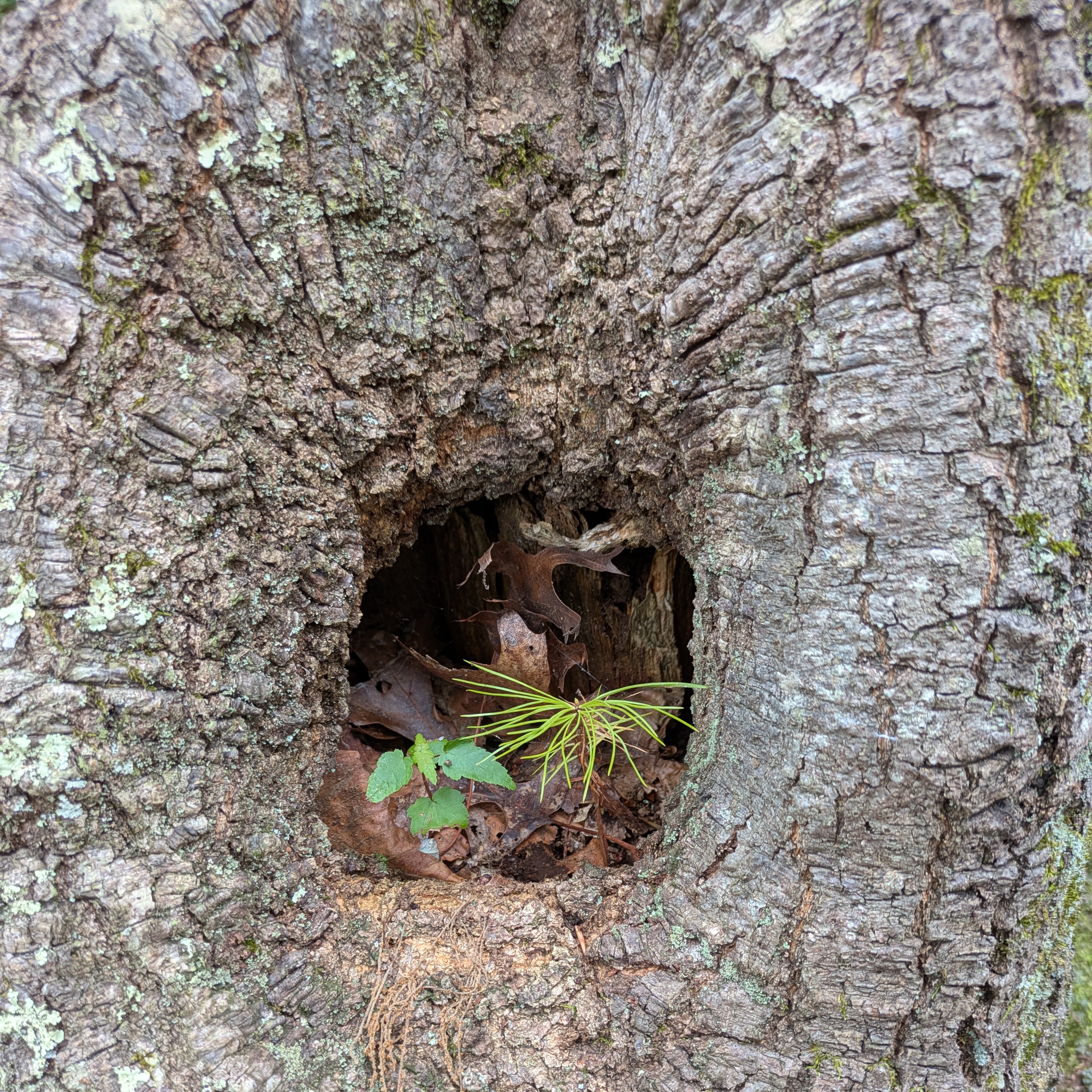 Walking Westport's Woods - logo